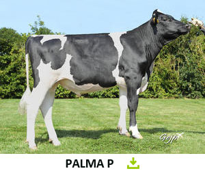 PalmaP web 2
