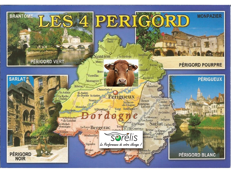 photosmontage Dordogne vache web